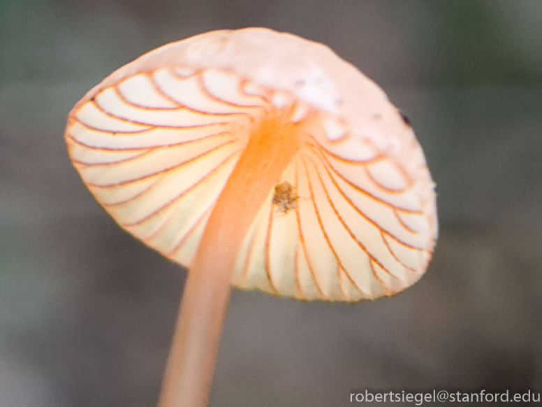 alum rock state park